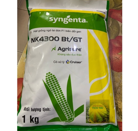 Hạt giống ngô sinh khối Nk4300 gen  1kg/gói