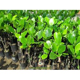 [ HỌC VIÊN NÔNG NGHIỆP I ] Cây Mít Malai Ruột Đỏ Sơ Đỏ