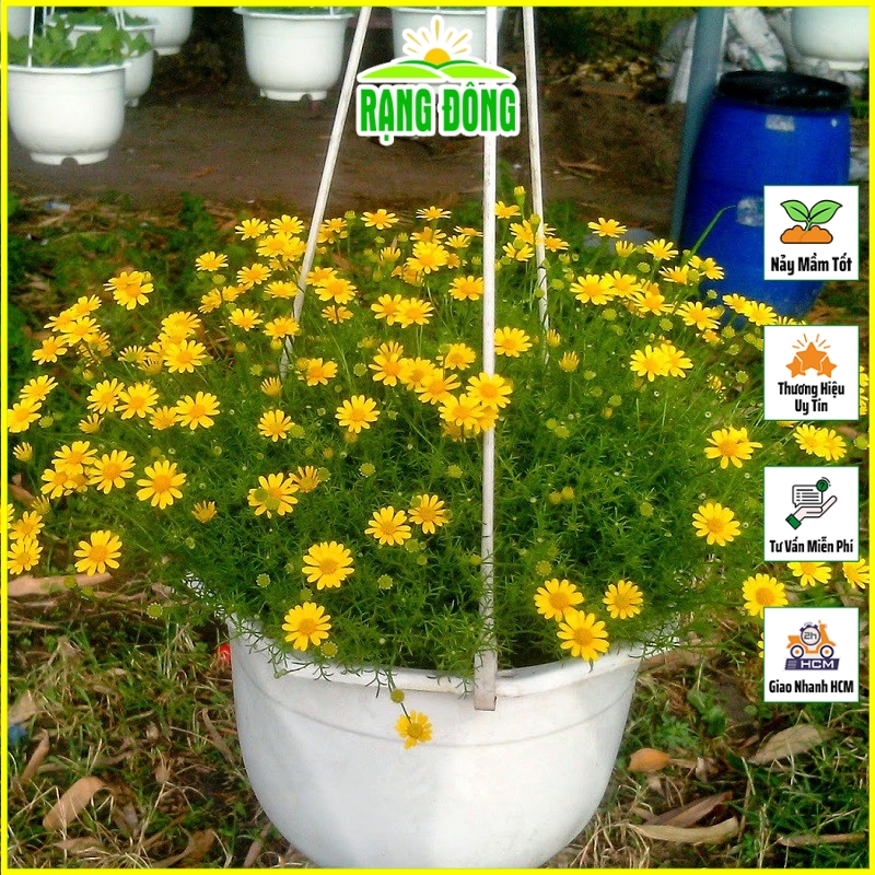 Hạt giống Hoa Cúc Sao Băng Dễ Trồng, Thích hợp Trồng Chậu - Hạt giống Rạng Đông