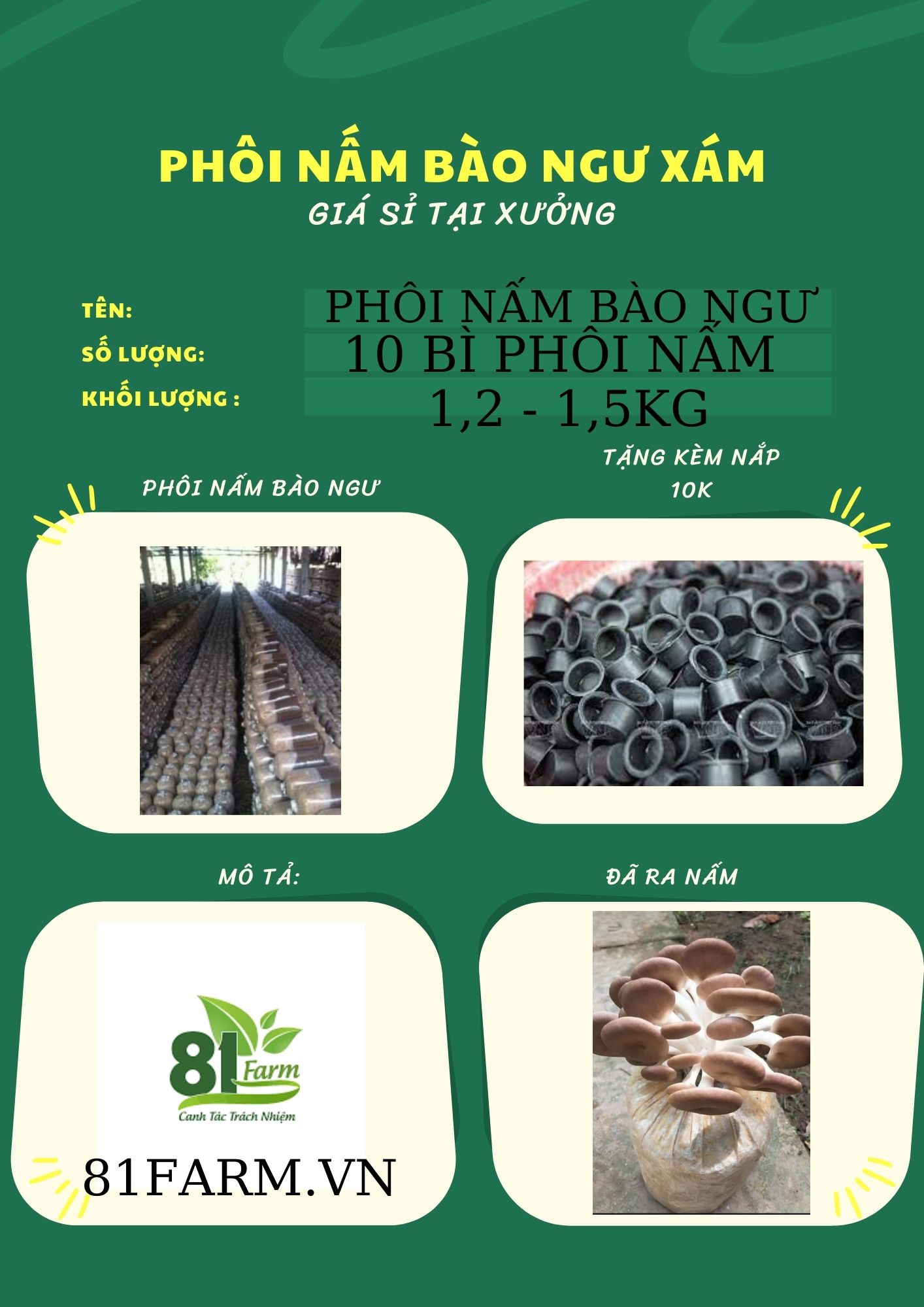 Combo 10 phôi nấm bào ngư xám