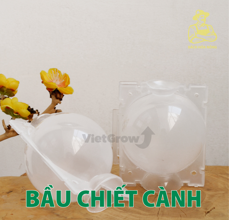 Combo 10 bầu chiết cành croco - size l , màu trong suốt