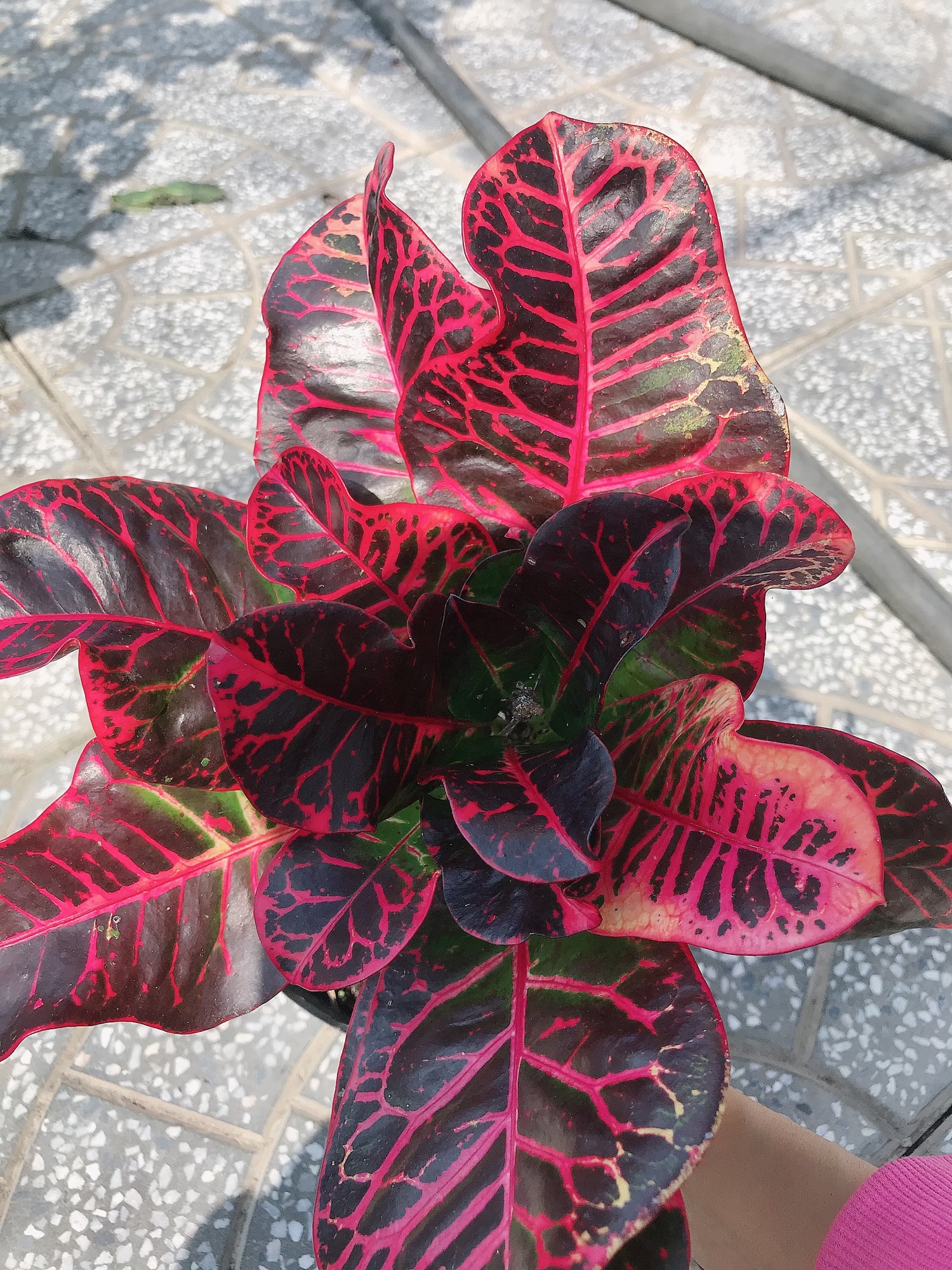 Combo 2 cây lá màu cao cấp + tặng phân bón