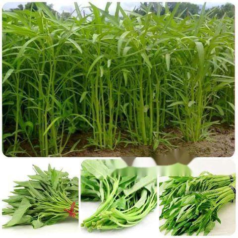 Hạt rau muống lá tre tỉ lệ nẩy mầm cao