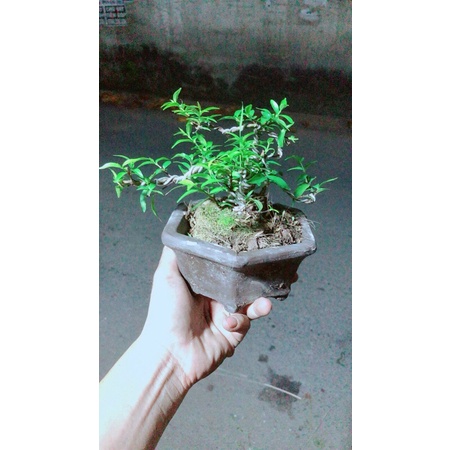 Chậu Cây Mai Chiếu Thuỷ