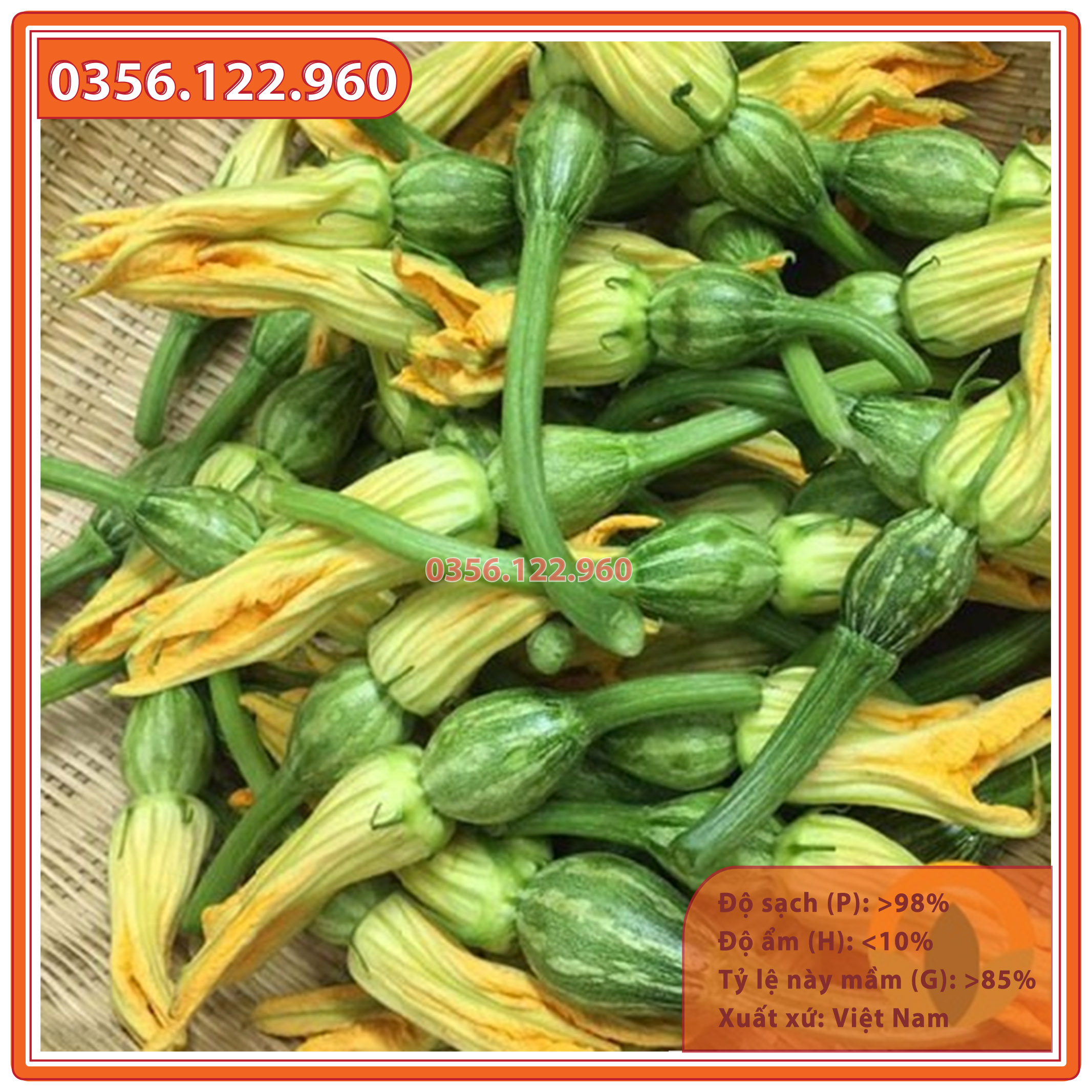 Hạt giống bí ngô siêu nụ cao sản - Gói 10g - Shop hoa cây cảnh Hà Nội