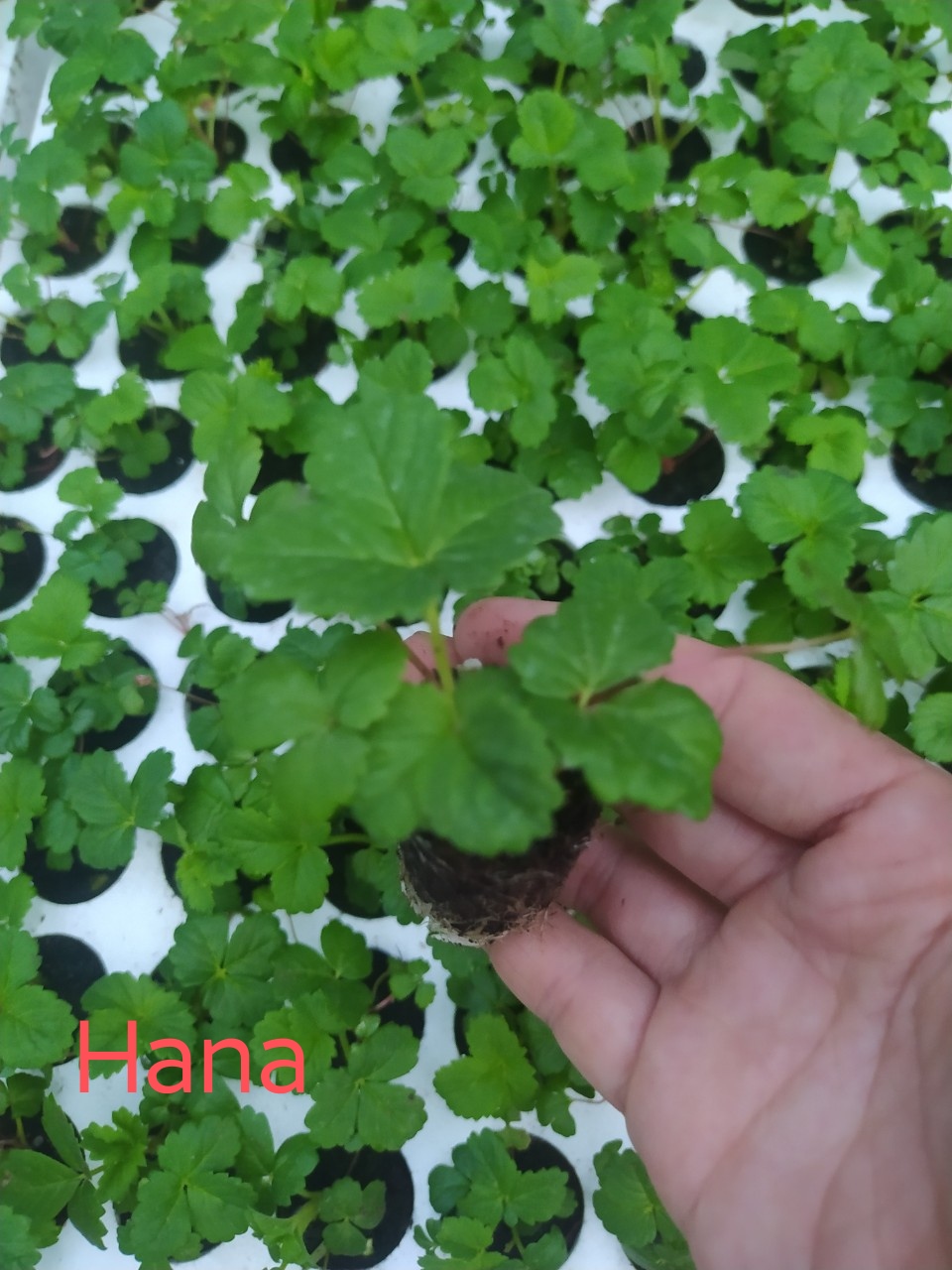 Combo 10 cây dâu cấy mô hana trong vỉ
