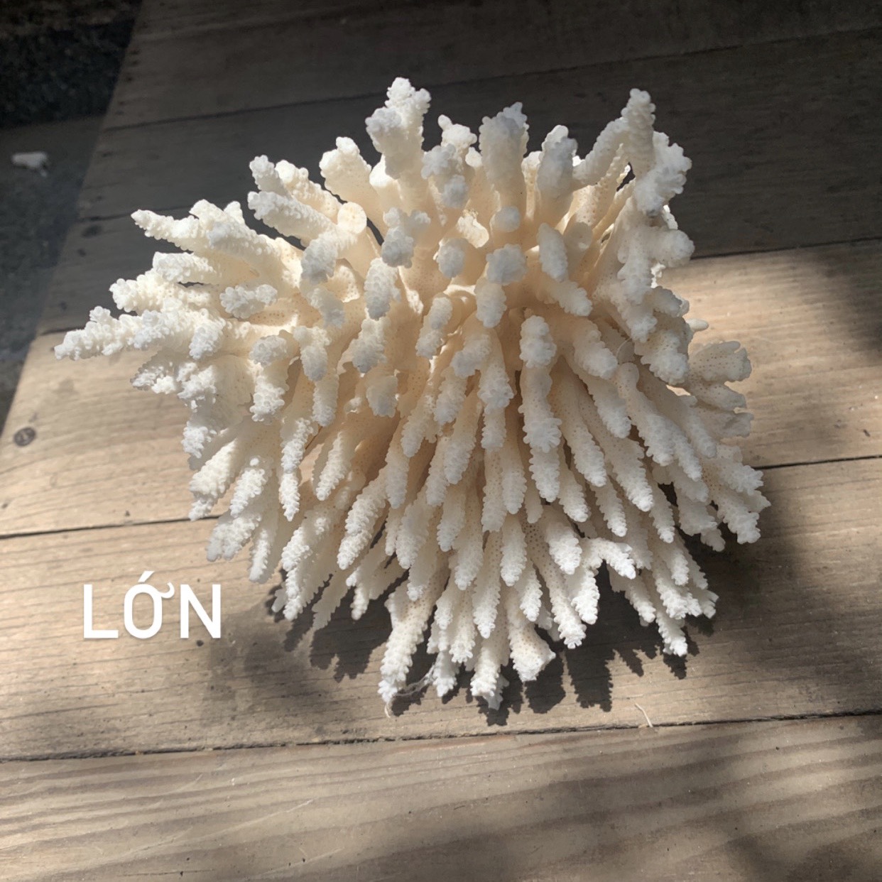 Bông san hô lớn trang trí hồ cá-bày trí chụp cảnh