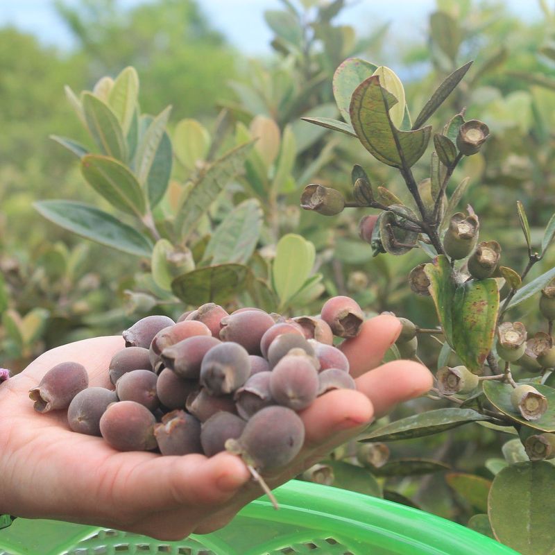 quả sim rừng khô 1kg