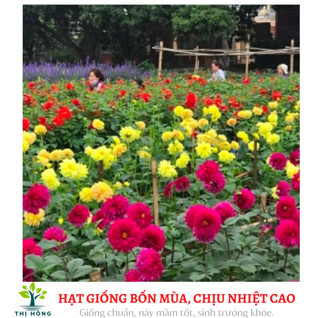 Hạt giống thược dược nhiều màu, đóng gói 0.1g