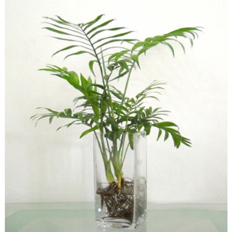 Cây cau tiểu trâm 1 thân, trồng thủy sinh được