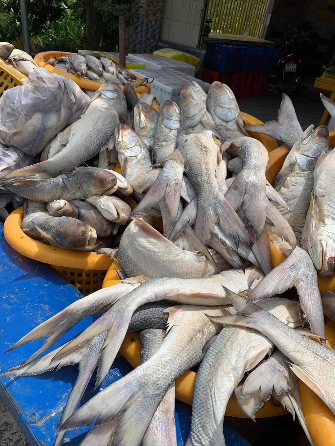 1kg mắm cá chét thơm ngon , thịt mềm , hàng chất lượng, khô chú chín