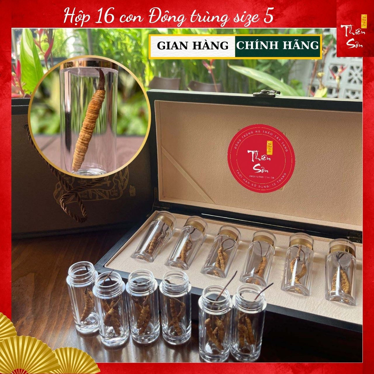 16 con Đông Trùng Hạ Thảo Tây Tạng, Đông trùng hạ thảo khô nguyên con cao cấp loại size 5 con