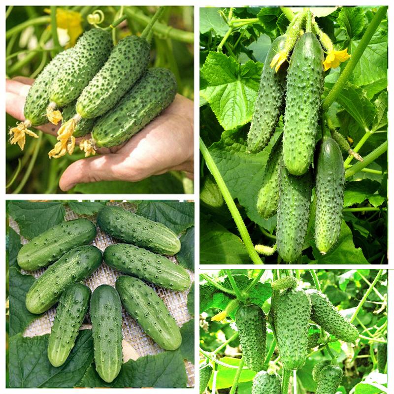 2 gói Hạt giống Dưa chuột Bao tử lai F1 Siêu trái ~40 hạt (tặng gói kích nẩy mầm và hướng dẫn)
