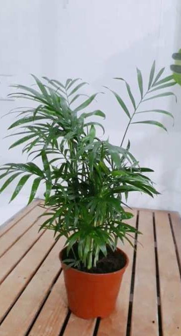 Cây tiểu trâm , trúc nhật , cau cảnh