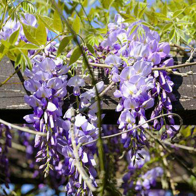 Cây giống Tử đằng thân gỗ, Cây Hoa tử đằng tím dây leo Nhật - Cây cao 50-70cm