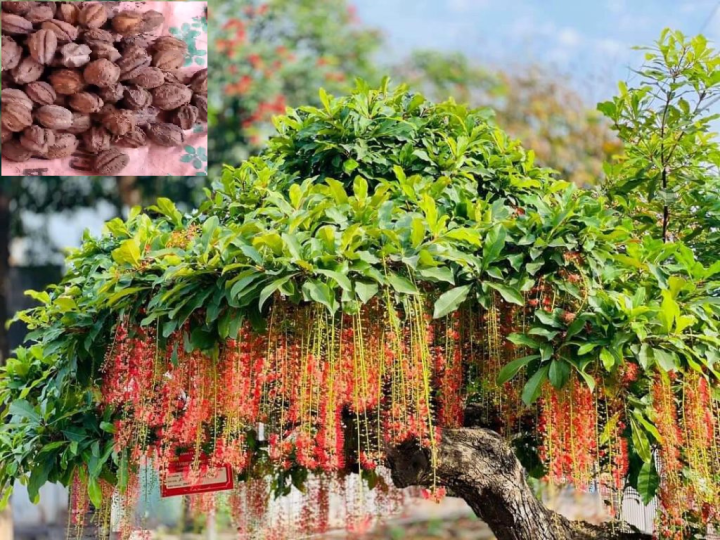 Hạt giống cây lộc vừng hoa đỏ