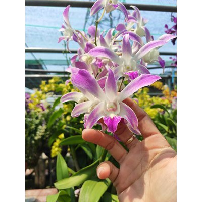 Cây giống lan Dendro 4N lai