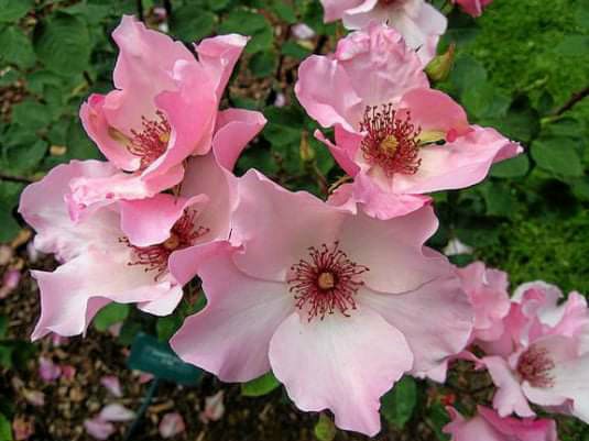 hoa hồng cánh đơn - giống.mới