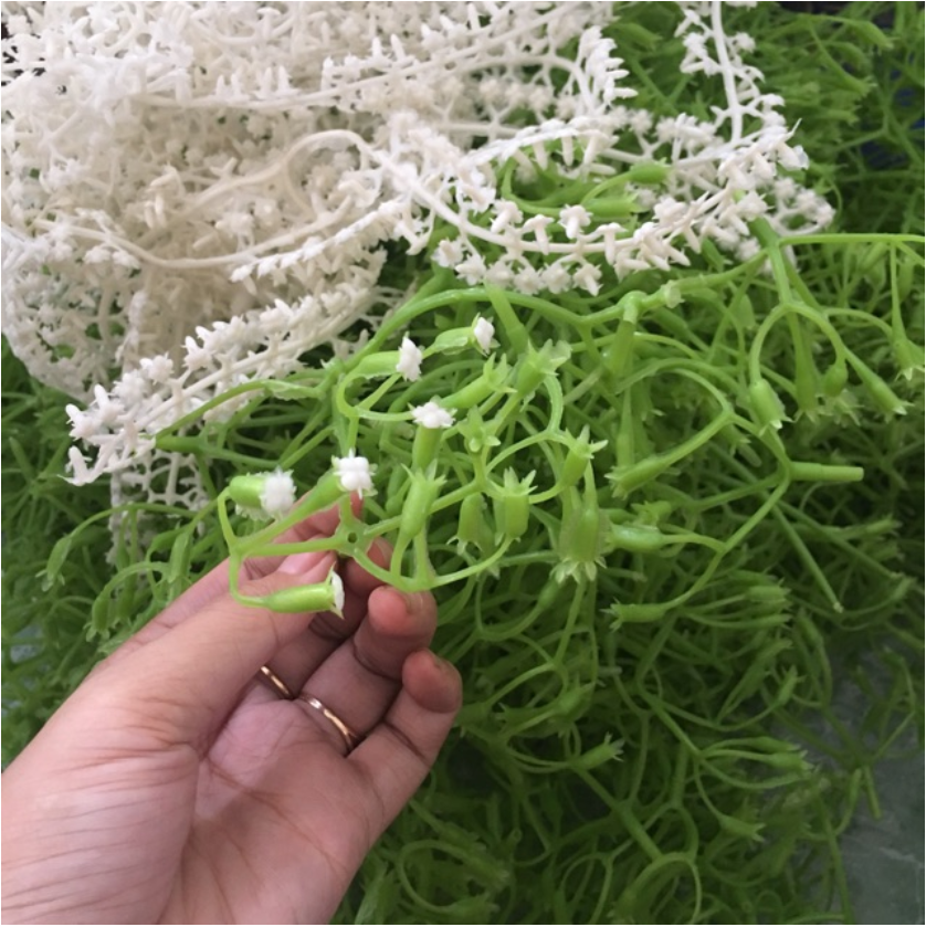 1 lạng cành chia tú cầu