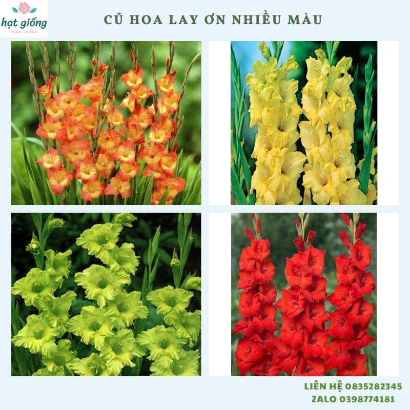 Củ hoa lay ơn (dơn) màu tự chọn,đã được kích rễ và xử lí nấm