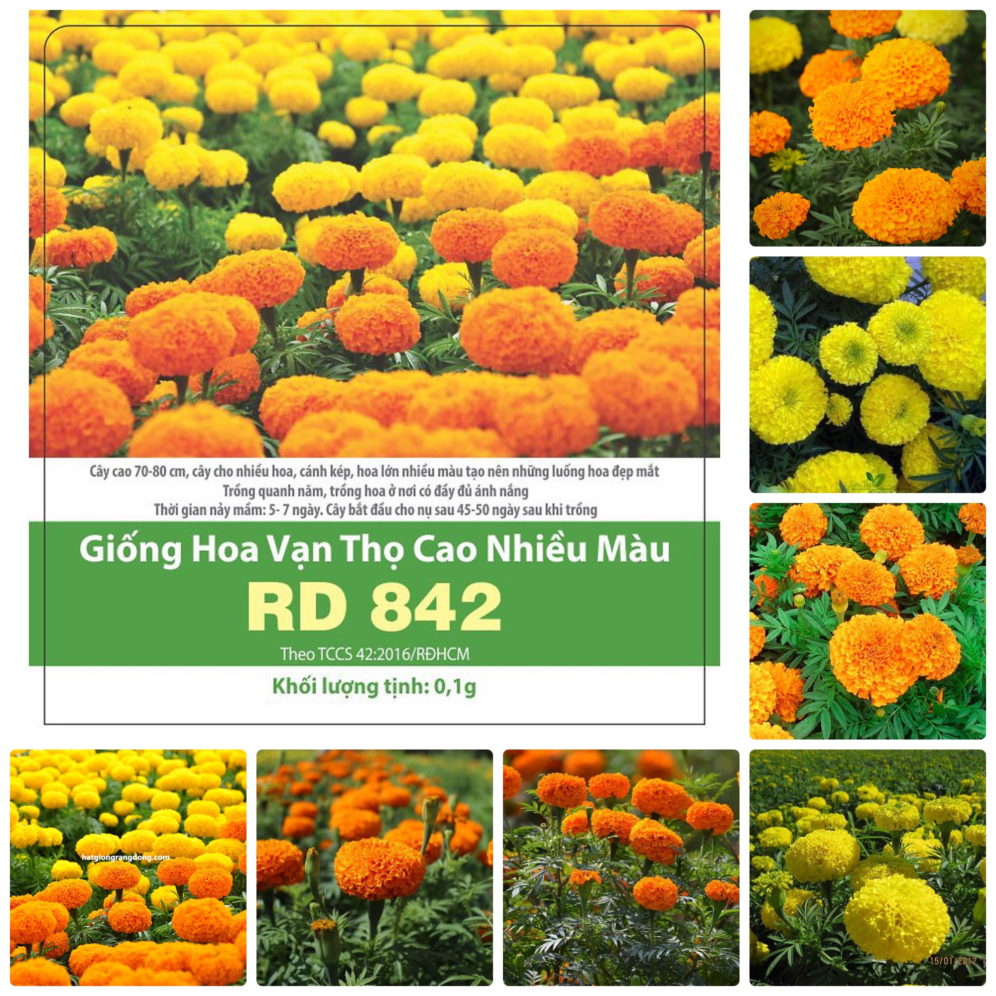 Hạt giống Hoa Vạn thọ cao nhiều màu gói 1gr