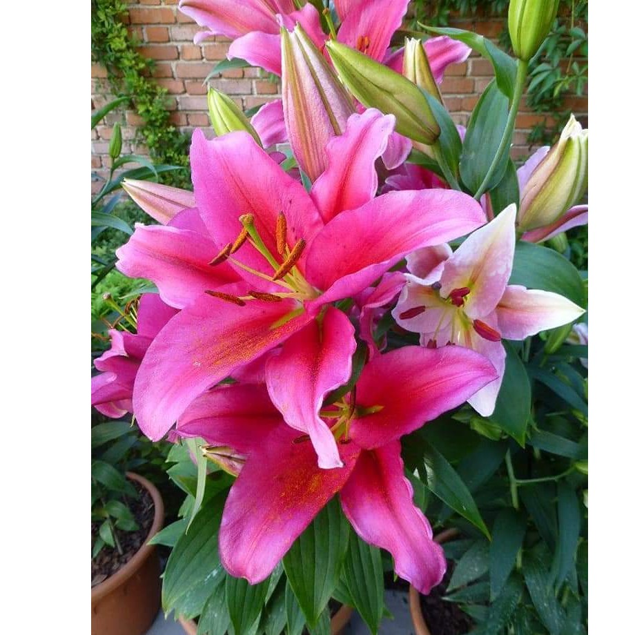 Củ Ly Thân cao Hoa Màu Hồng Rubi (Củ Ly Giống)