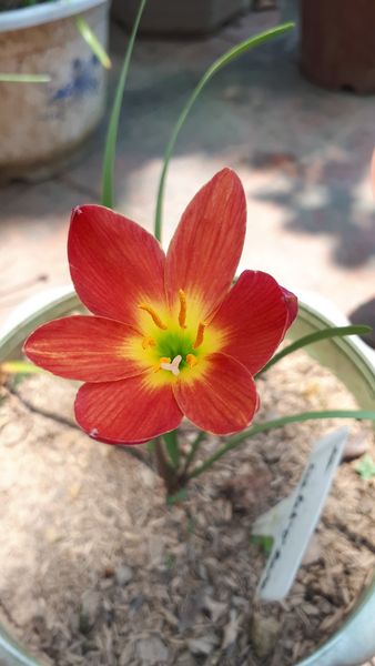 Củ huệ mưa ngoại Scarlet O'hara, màu đỏ, size teen nhỏ