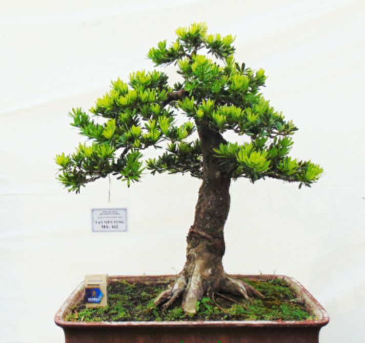 Tùng Kim Cương con