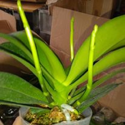 Combo 5 cây Lan hồ điệp 2 ngồng nụ đủ màu