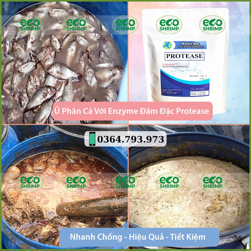 Men Ủ Phân Cá Enzyme Protease⚡Phân hủy nhanh protein trong cá - khử mùi hôi - Ủ phân cá sinh học