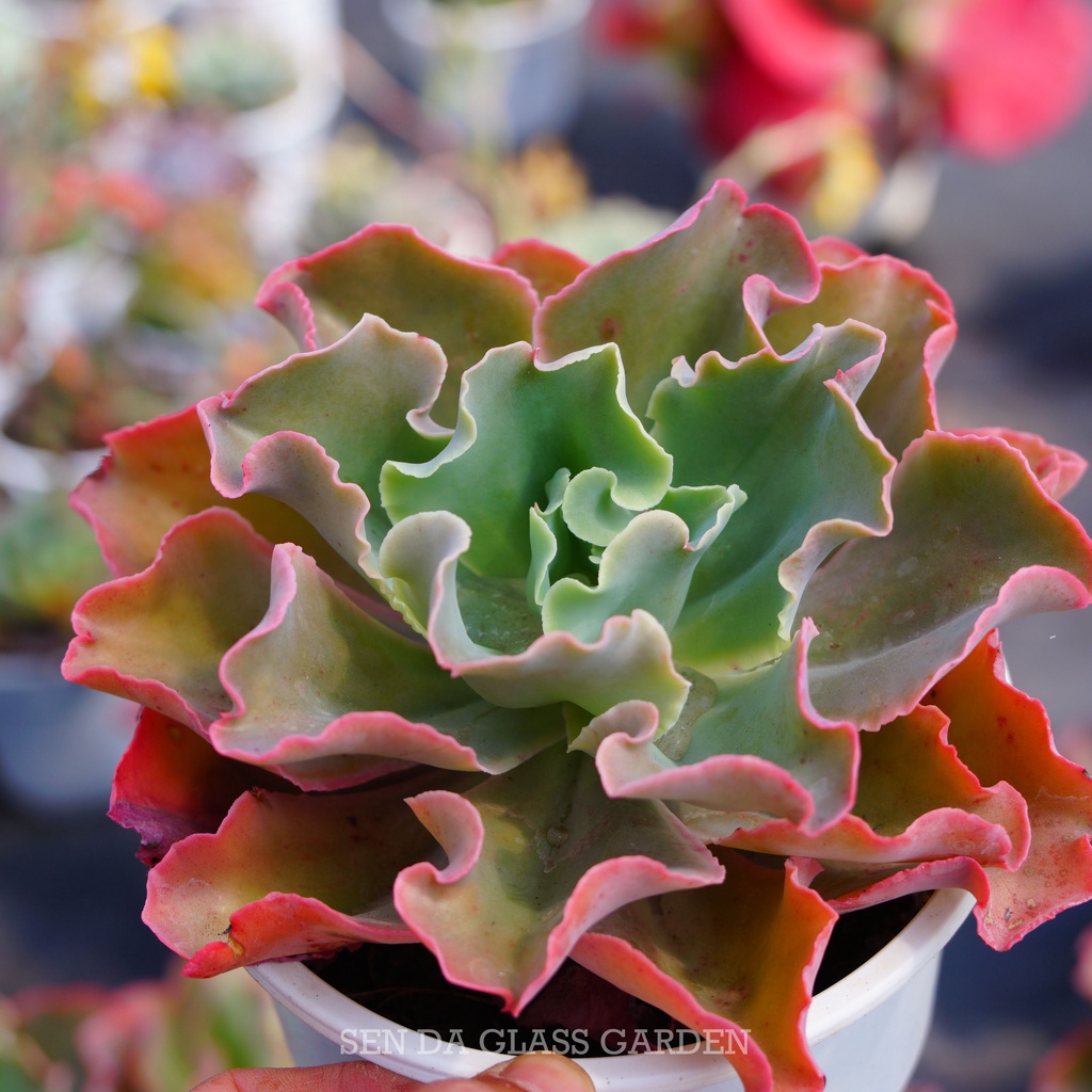 Sen đá Bắp Cải xoăn GLASS GARDEN, chậu lớn 15cm, Khỏe, dễ trồng - Thuần khí hậu Đà Lạt - Lỗi 1 đổi 1