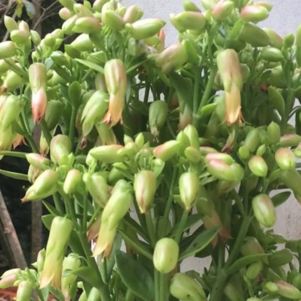 cây sống đời chuông