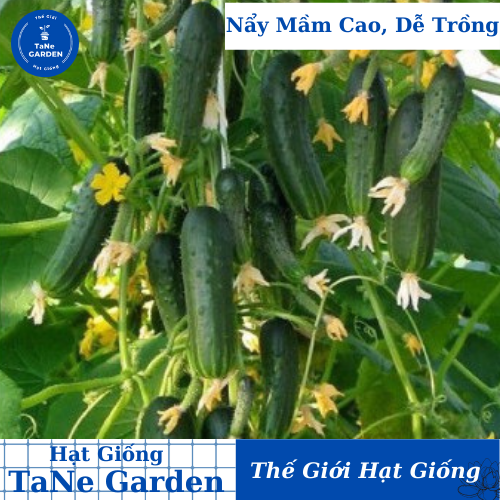 5h hạt giống dưa chuột chùm nga - tane garden