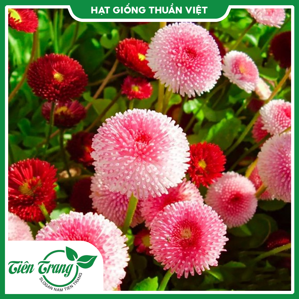 Hạt giống hoa Cúc Hoàng Hậu