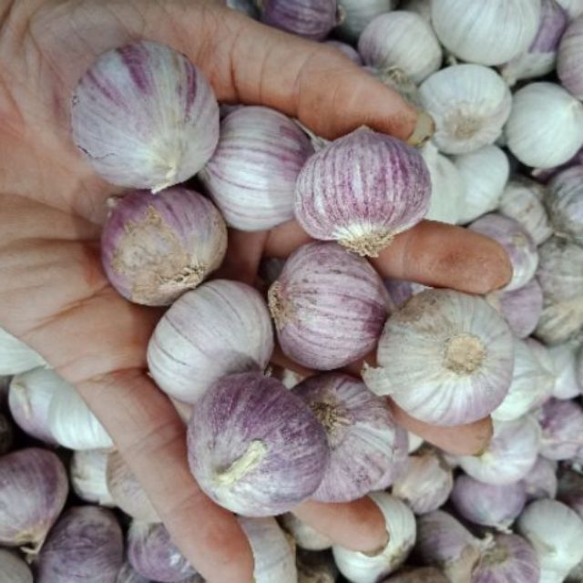 Tỏi cô đơn - mồ côi 200gr - thơm ngon Thiên Thảo Organic