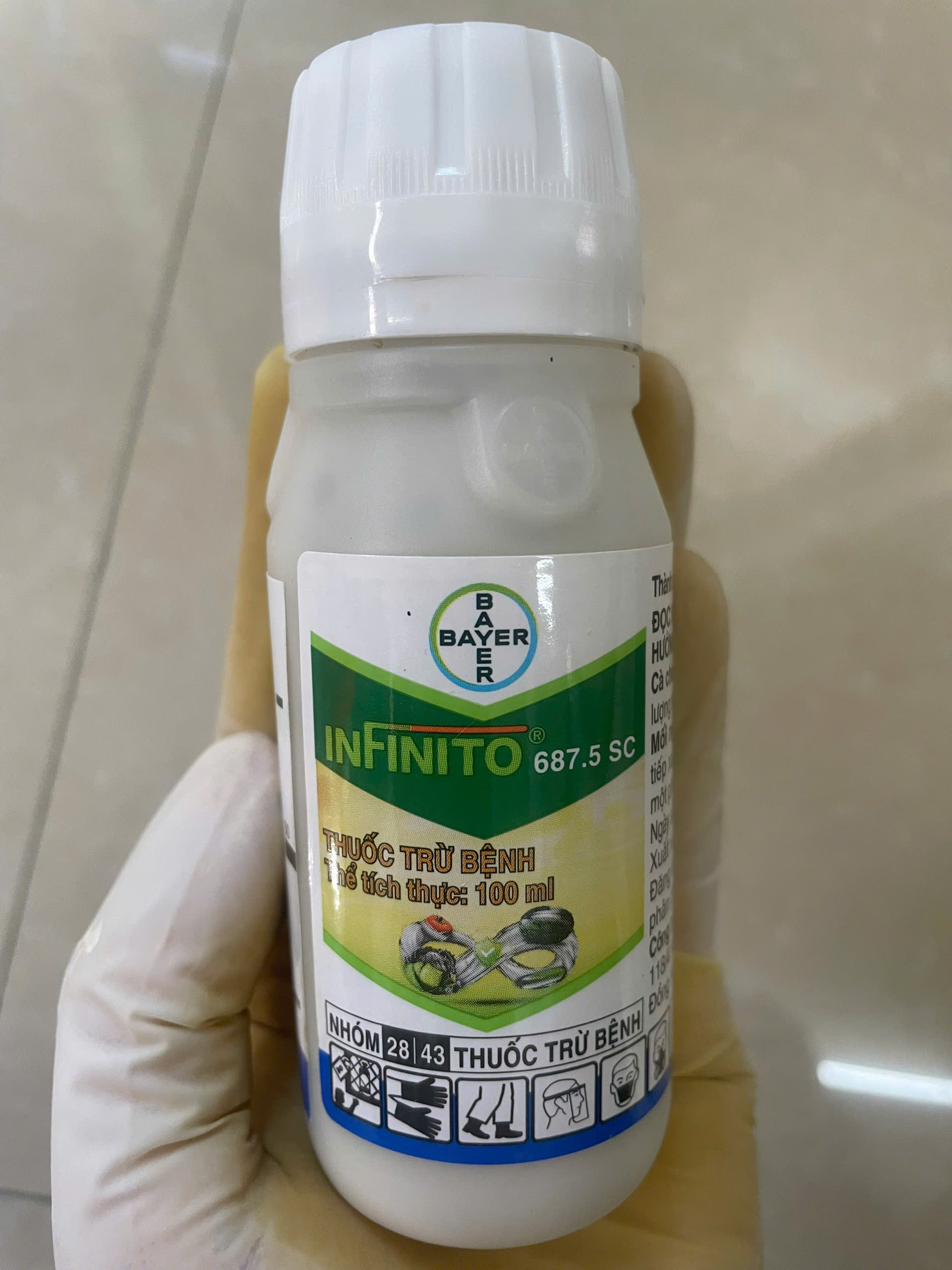 Thanh lý INFINITO 687.5 SC - HSD 18.12.2025 - chai 100ml - BAYER - Thuốc trừ sâu đặc trị bệnh sương mai, giả sương mai, mốc sương