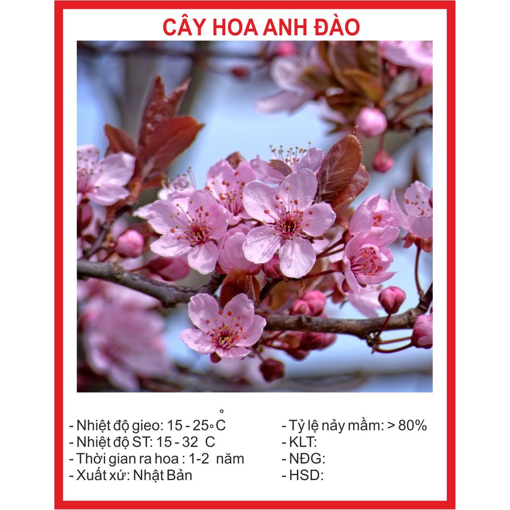 Hạt giống hoa anh đào 5 hạt