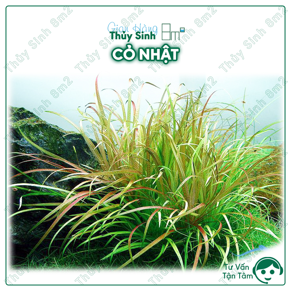 Hcm hỏa tốc cây cỏ nhật | cây thủy sinh trung cảnh, không co2 | không bảo hành | 8m2