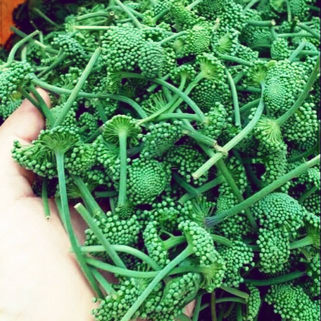 Nụ tam thất bao tử loại 1 cuống ngắn sấy khô 100gr thiên thảo organic
