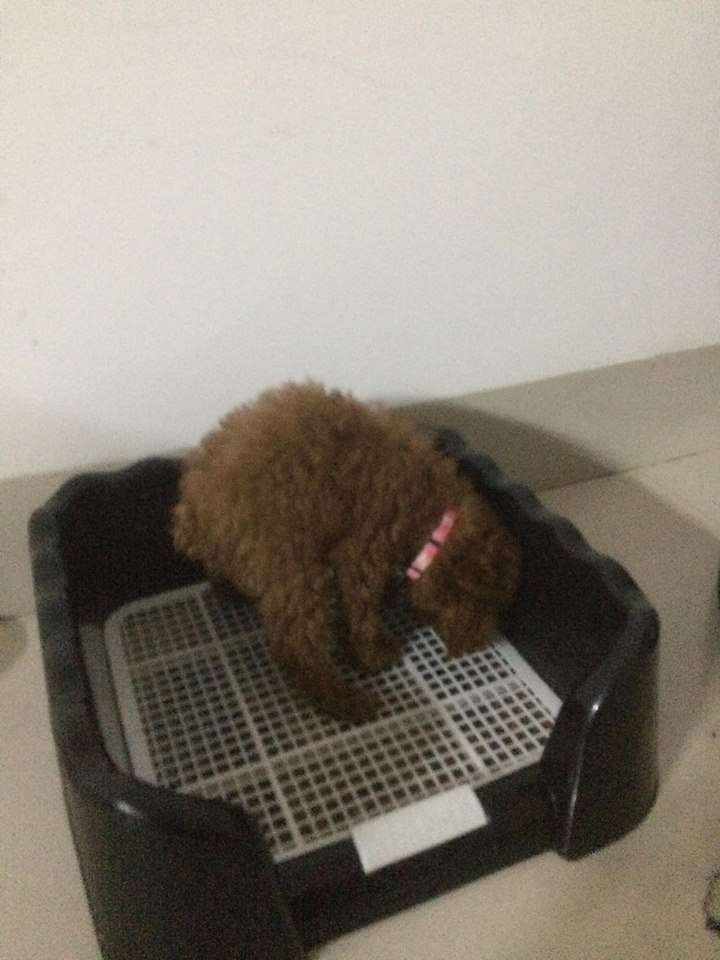 KHAY VỆ SINH CHÓ MÈO THÚ CƯNG CÓ THÀNH CAO VÀ TRỤ SIZE LỚN