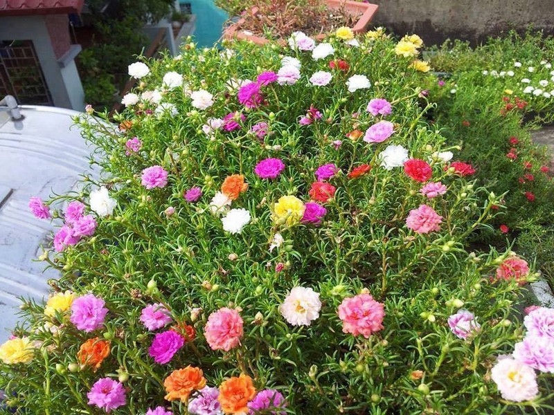 Hạt giống hoa Mười Giờ mix gói 100 hạt