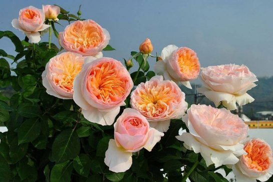 Combo 3 hoa hồng juliet tuyệt đẹp