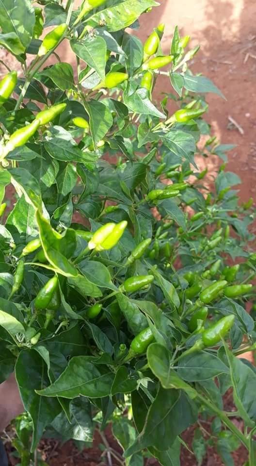 Cây Ớt Xiêm Xanh trồng chậu