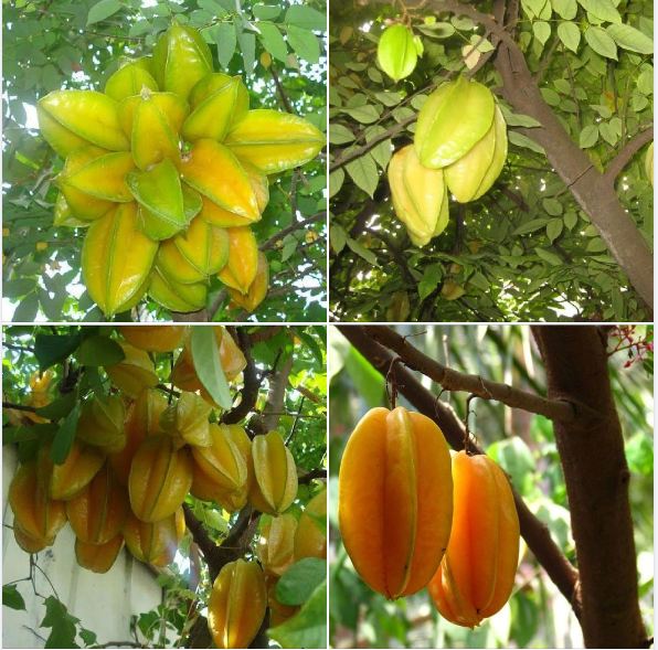 Hạt Giống Khế NGọt Siêu Quả - 1 gói 5 hạt