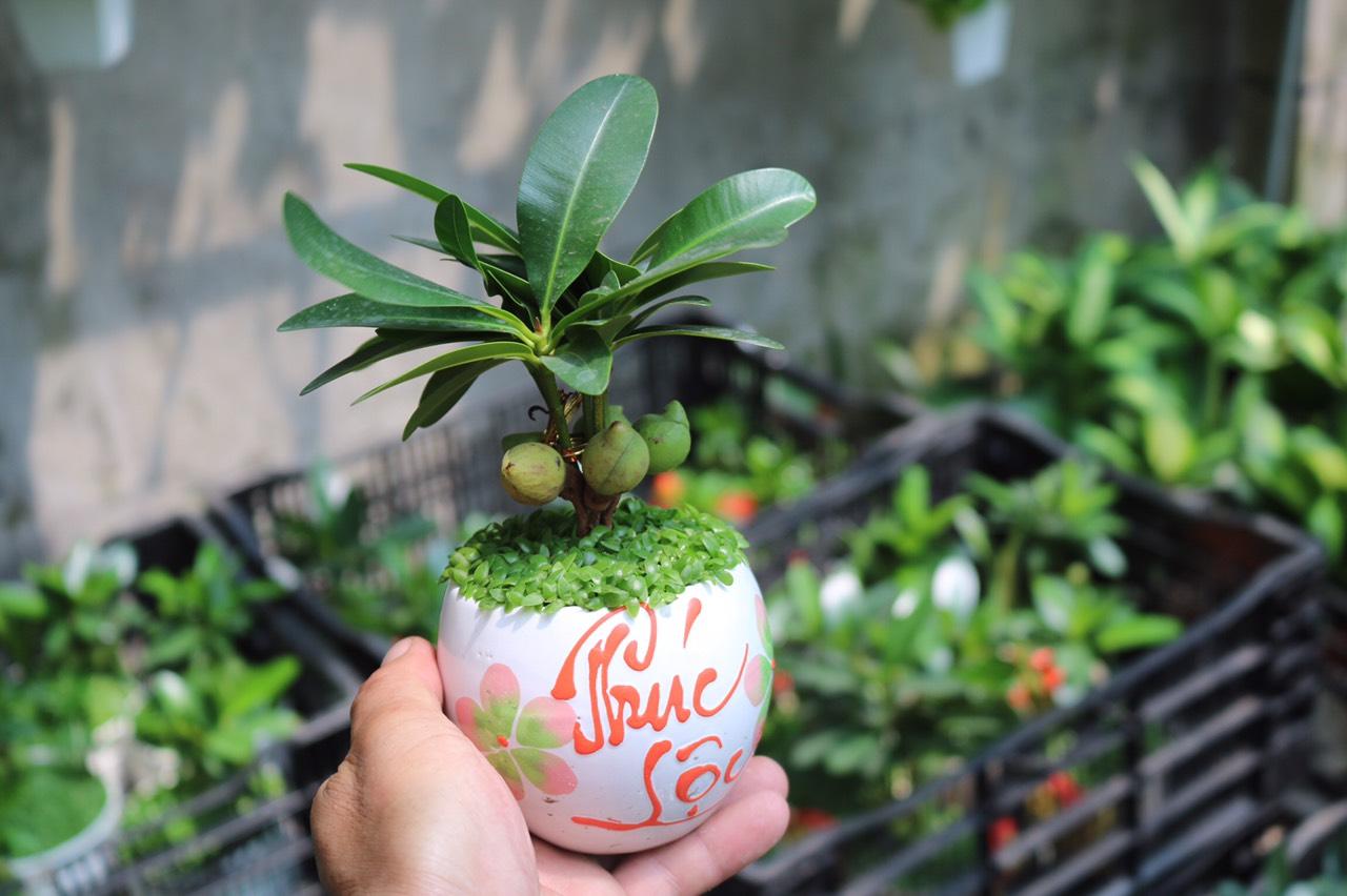 Chậu Sứ Cây Tài Lộc May Mắn