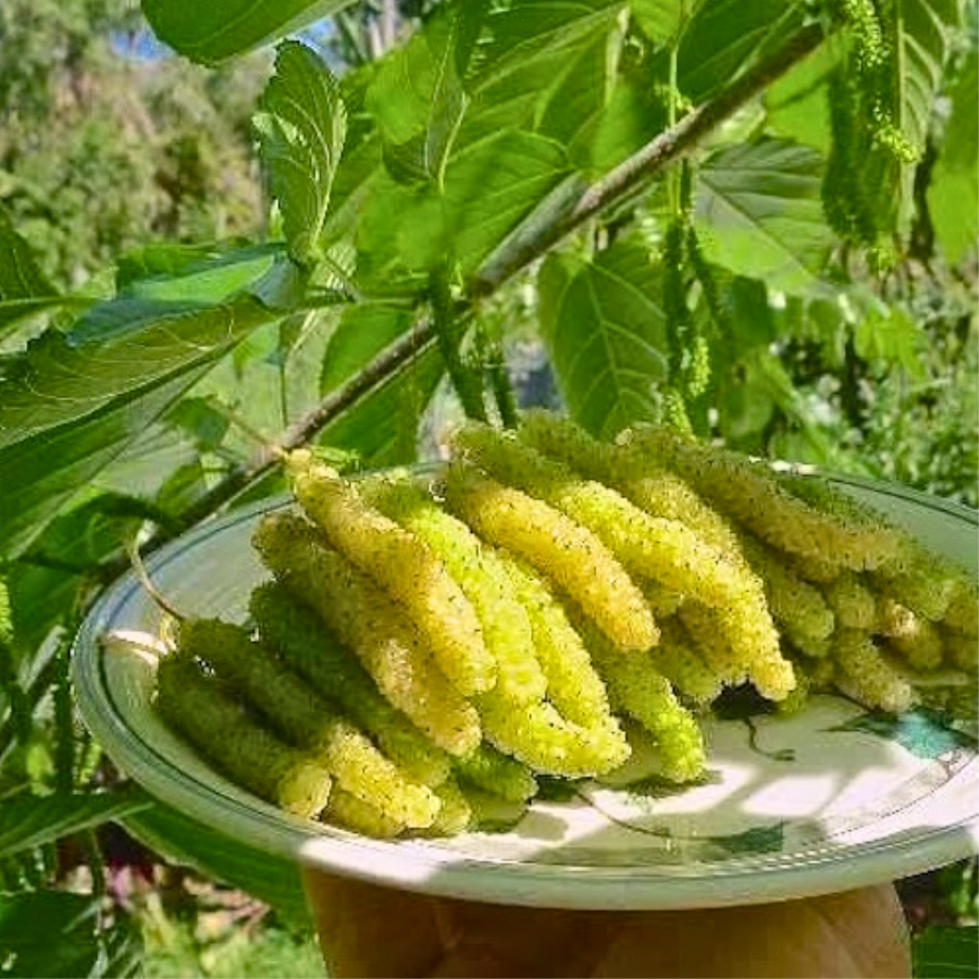 Cây Dâu Tằm Sữa chuẩn giống, trồng chậu được
