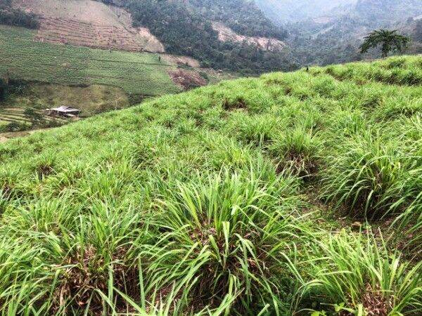 một lít tinh dầu sả java hai chai