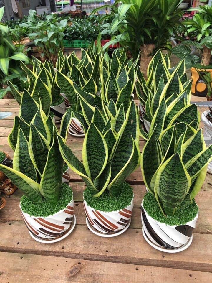 CÂY LƯỠI MÈO PHONG THỦY XINH XẮN