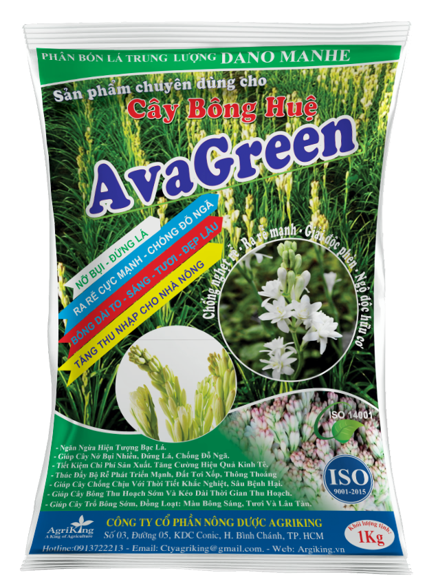 Bông Huệ Nở Bụi - Bông To Gói 1Kg