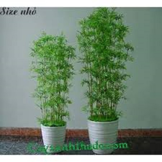 CÂY "TRÚC QUÂN TỬ" -CÂY CỦA NGƯỜI QUÂN TỬ